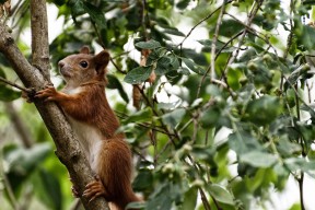 华体会体育-破局者，马克西的锋芒与国王的逆袭意志