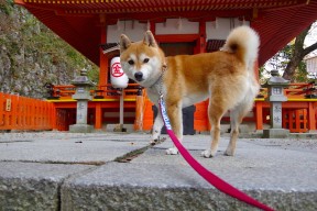 华体会网址-伊布降临平行宇宙，尼斯港的阿根廷战俘营