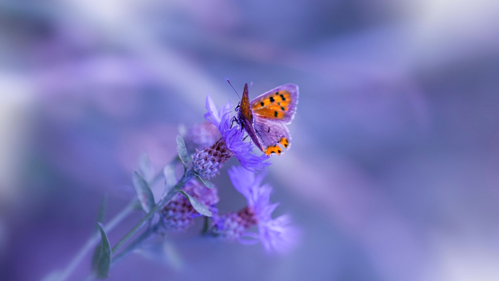 华体会下载-当彩虹照亮亚平宁，格列兹曼一锤定音，南非奇迹在佛罗伦萨上演  第2张