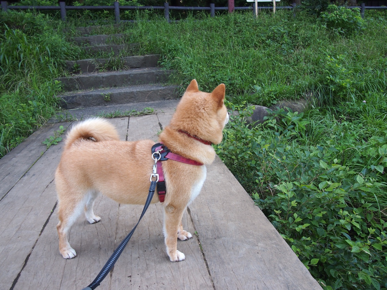 华体会hth-当基耶萨在世界排名的加时赛接管比赛,世界看到了足球的另一种可能 第2张 华体会hth-当基耶萨在世界排名的加时赛接管比赛,世界看到了足球的另一种可能 第2张