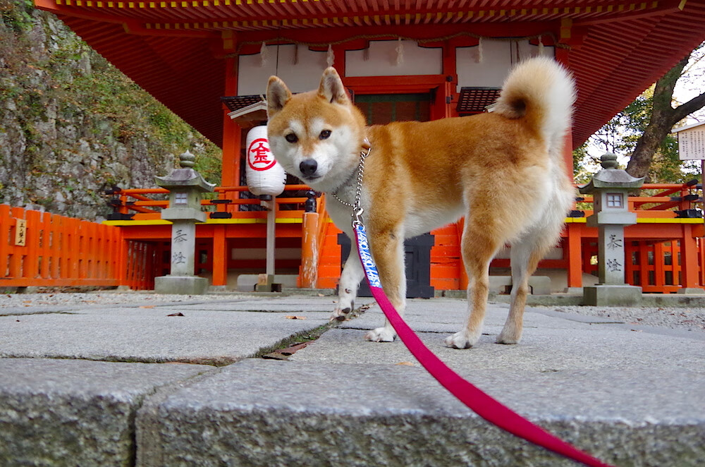华体会网址-伊布降临平行宇宙，尼斯港的阿根廷战俘营  第1张