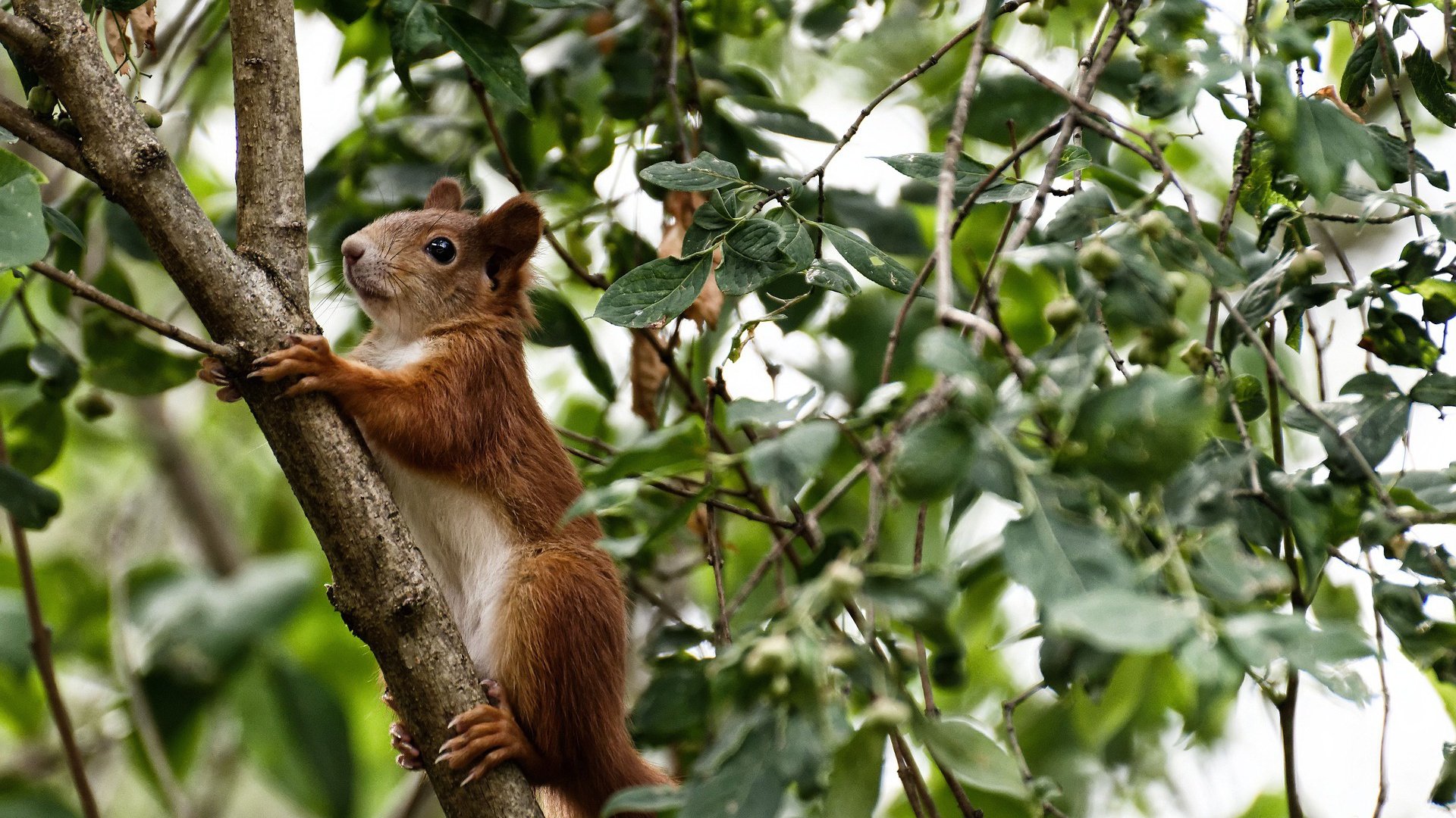 华体会体育-破局者,马克西的锋芒与国王的逆袭意志 第1张 华体会体育-破局者,马克西的锋芒与国王的逆袭意志 第1张